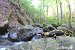 Salamandra pezzata (Salamandra salamandra)- Appennino Bolognese