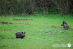 Cinghiale - Parco Nazionale d'Abruzzo Lazio e Molise