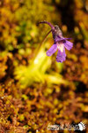 Pinguicula - Alto Appennino Modenese