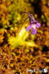 Pinguicula - Alto Appennino Modenese