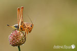 Decticus albifrons