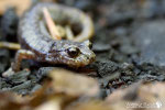 Geotritone italico (Speleomantes italicus)- Appennino Bolognese