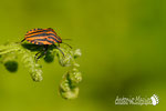 Graphosoma italicum