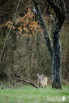 Capriolo Appennino Modenese