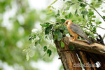 Falco cuculo  (Falco vespertinus) 