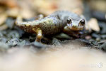 Geotritone italico (Speleomantes italicus)- Appennino Bolognese