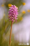 Orchis simia - Colline Modenesi