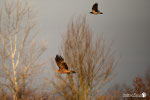 Aquila imperiale - Pianura Modenese