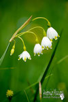 Campanellino - Slovenia