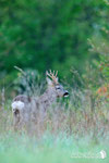 Capriolo - Appennino Modenese