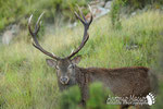 Cervo - Appennino Modenese