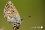 Polyommatus icarus