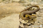 Colubro di esculapio- Appennino Modenese