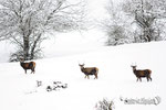 Cervo - Parco Nazionale d'Abruzzo Lazio e Molise