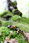 Salamandra pezzata (Salamandra salamandra)- Appennino Bolognese