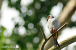 Falco cuculo  (Falco vespertinus) 
