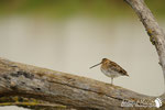 Beccaccino - Pianura Modenese