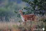 Daino - Appennino Modenese