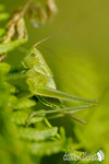 Tettigoniinae