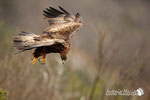 Aquila reale - Appennino Modenese