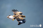 Aquila reale - Appennino Modenese