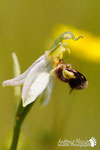  Ophrys apifera - Appennino Modenese