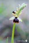 Ophrys sphegodes - Appennino Bolognese.