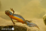 Tritone crestato - Alto Appennino Modenese