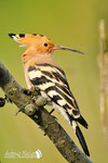 Upupa - Appennino Modenese