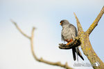 Falco cuculo  (Falco vespertinus) 