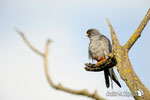 Falco cuculo  (Falco vespertinus) 