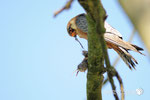 Falco cuculo  (Falco vespertinus) 