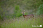 Capriolo Appennino Modenese