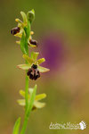 Ophrys sphegodes - Basso Appennino Modenese.