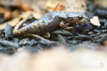 Geotritone italico (Speleomantes italicus)- Appennino Bolognese