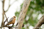 Falco cuculo  (Falco vespertinus) 
