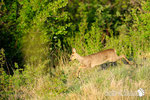 Capriolo - Appennino Modenese