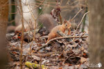 Scoiattolo rosso (Sciurus vulgaris)