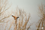 Aquila imperiale - Pianura Modenese