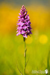 Dactylorhiza maculata- Appennino Modenese