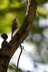 Rampichino comune-Appennino modenese