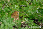 Allocco-Appennino Modenese