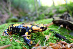 Salamandra pezzata (Salamandra salamandra)- Appennino Bolognese