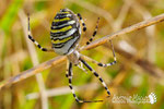 Argiope - Parco Nazionale d'Abruzzo Lazio e Molise