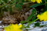 Vipera Aspis francisciredi  - Molise