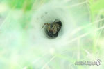 Agelena labyrinthica - Appennino Modenese