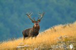 Cervo - Parco Nazionale d'Abruzzo Lazio e Molise 