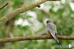 Falco cuculo  (Falco vespertinus) 