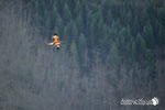 Aquila reale - Appennino Modenese