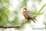 Falco cuculo  (Falco vespertinus) 